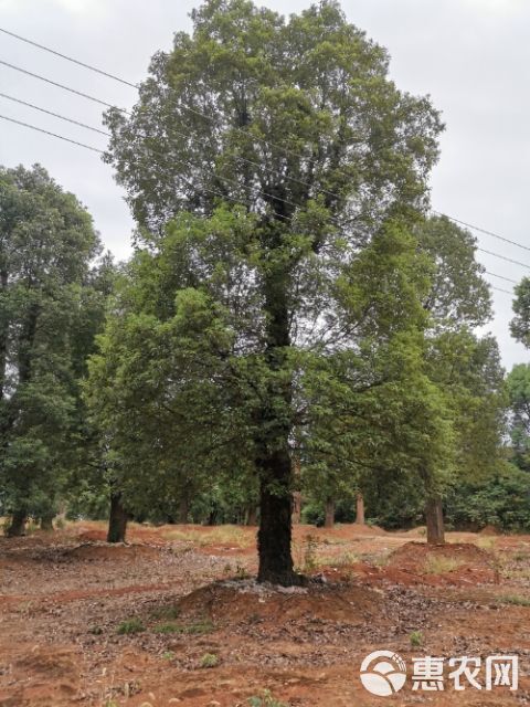  骨架移栽香樟