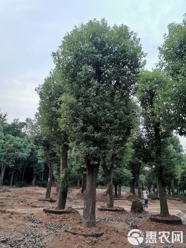  移栽骨架香樟