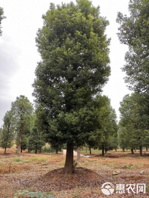  骨架移栽香樟