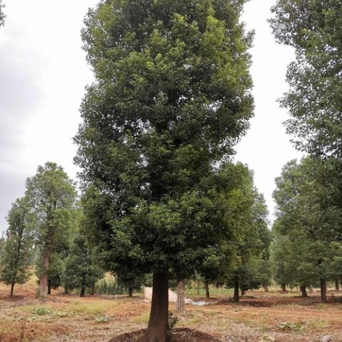  骨架移栽香樟