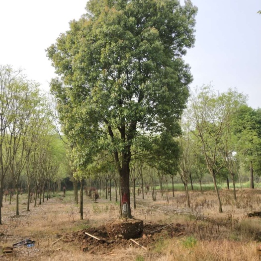 益阳 骨架移栽香樟