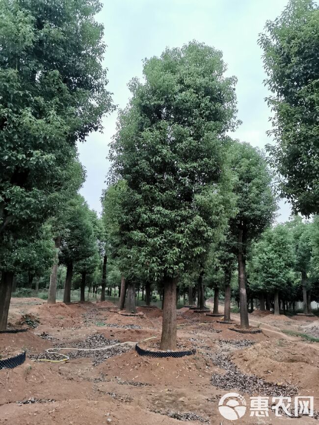  移栽骨架香樟