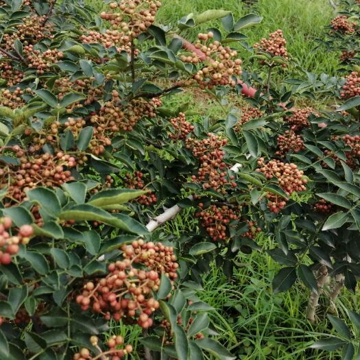 尉氏县红花椒 开封大红袍种植收购基地