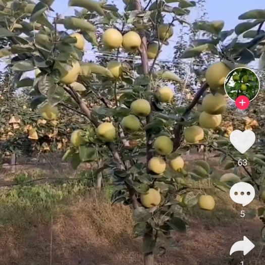 枝江市湖北枝江百里洲精品黄花梨
农户直营热销中（无任何中间费用）
