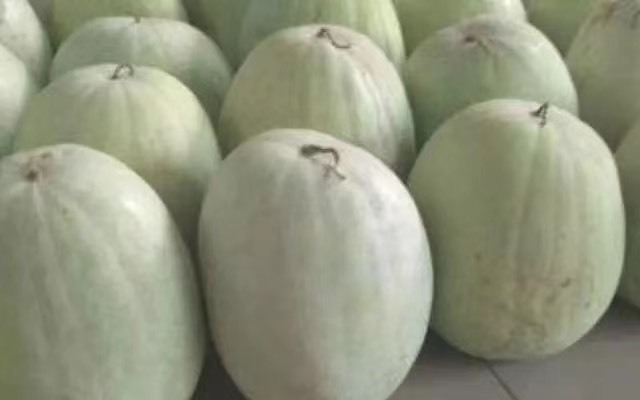万荣县三白瓜 15斤打底 9成熟 1茬