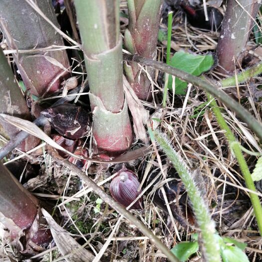 雷山县 无公害绿色食品阳荷
