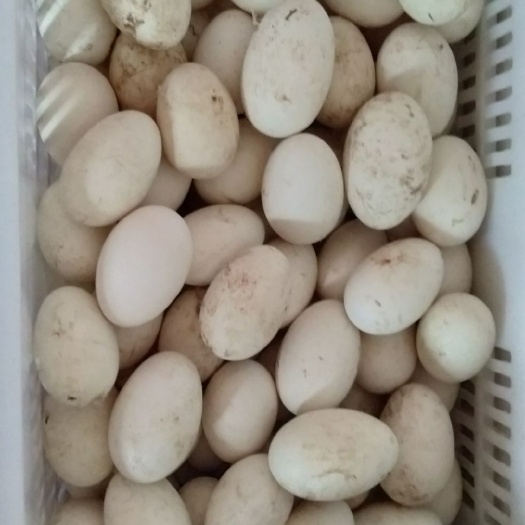 丰县 夏季泰州种鹅蛋