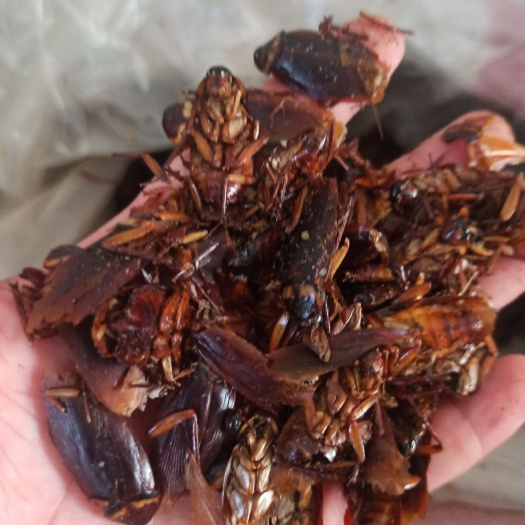 亳州 蟑螂 蟑螂干 可打粉 正品