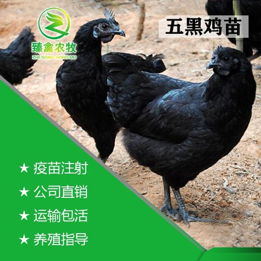 南宁五黑鸡苗 纯种五黑鸡出壳苗现货运输到家正规厂家，质量保证