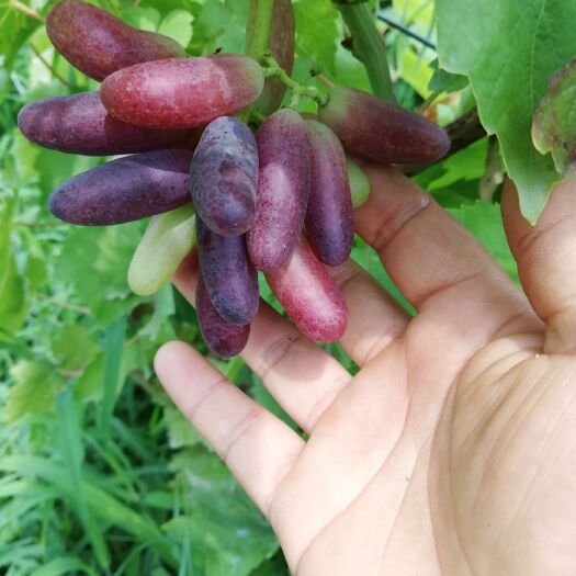 淄博蓝宝石葡萄苗 优质蓝宝石葡萄阳光玫瑰葡萄水果