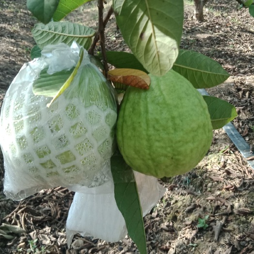 钦州珍珠番石榴 珍珠番桃
