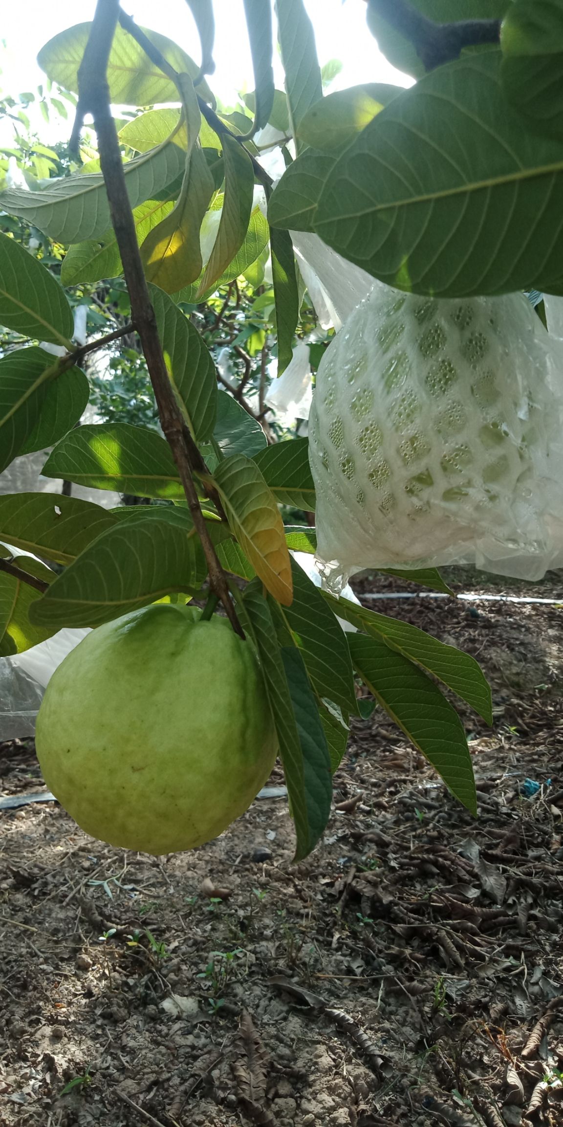珍珠番石榴 台湾珍珠番桃