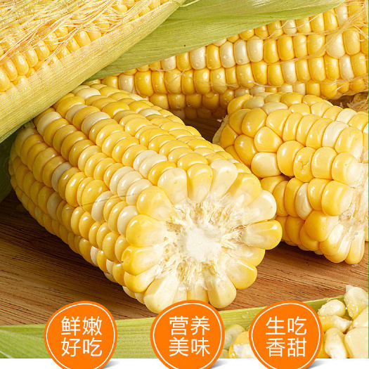 临猗县水果玉米，现摘现发鲜玉米，8俩以上快递包邮