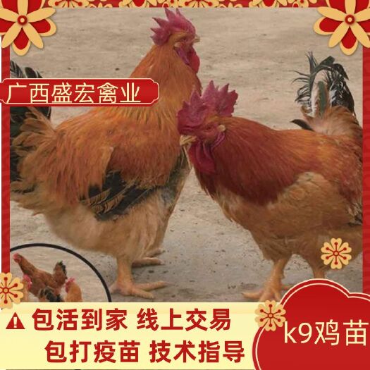 昆明K9鸡苗  鸡苗  K9肉鸡苗  专业孵化厂家直销包打疫苗  品质优良