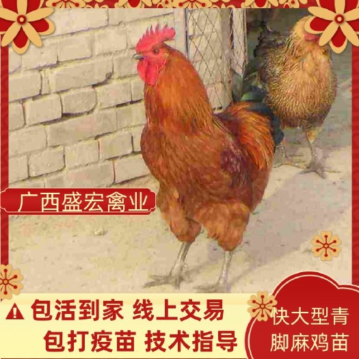 贵阳青脚麻鸡苗  鸡苗 大种 专业孵化厂家直销 包疫苗包运费品质优良
