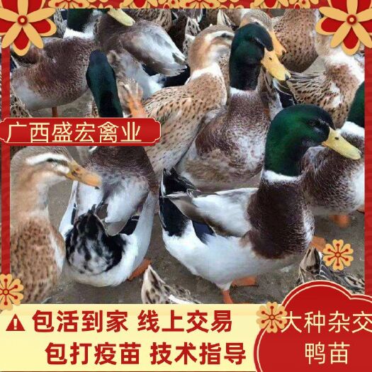 南宁杂交鸭苗  鸭苗  大种杂交麻鸭苗 专业孵化厂家直销
最大能