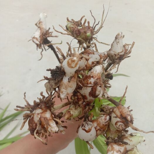 镇安县 两年 白芨苗，块茎2-5公分
          量大优惠