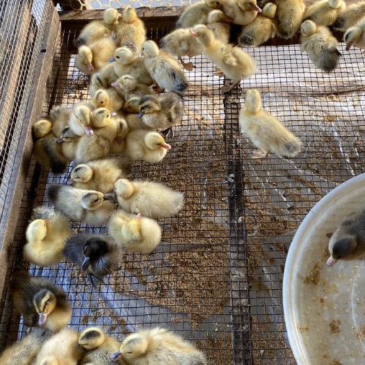 汉寿县 蛋鸭苗 母