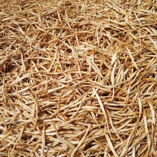 大荔县大荔黄花菜  20新货直条菜无硫超市  价格美丽