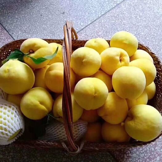炎陵县 湖南炎陵黄桃