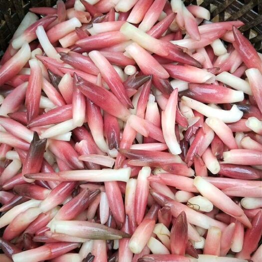 恩施市阳荷 大量鲜阳菏出售
