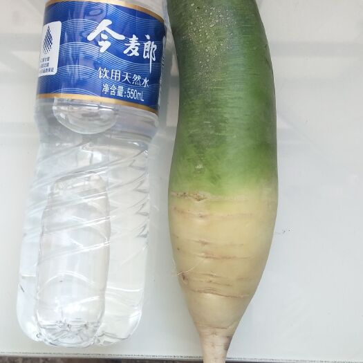 宁城县 正品翠玉101水果萝卜