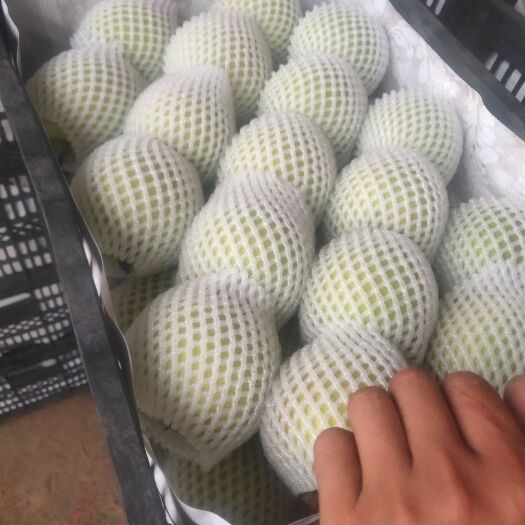 砀山县翠玉梨 果皮薄  口感好水分多