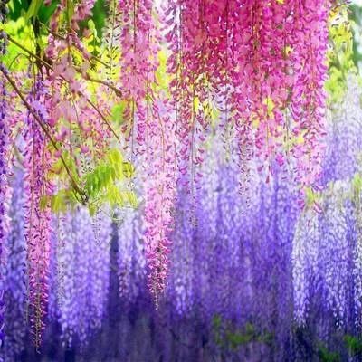 平邑县多花紫藤树苗 紫藤苗盆栽紫藤花苗 当年开花 全国包邮