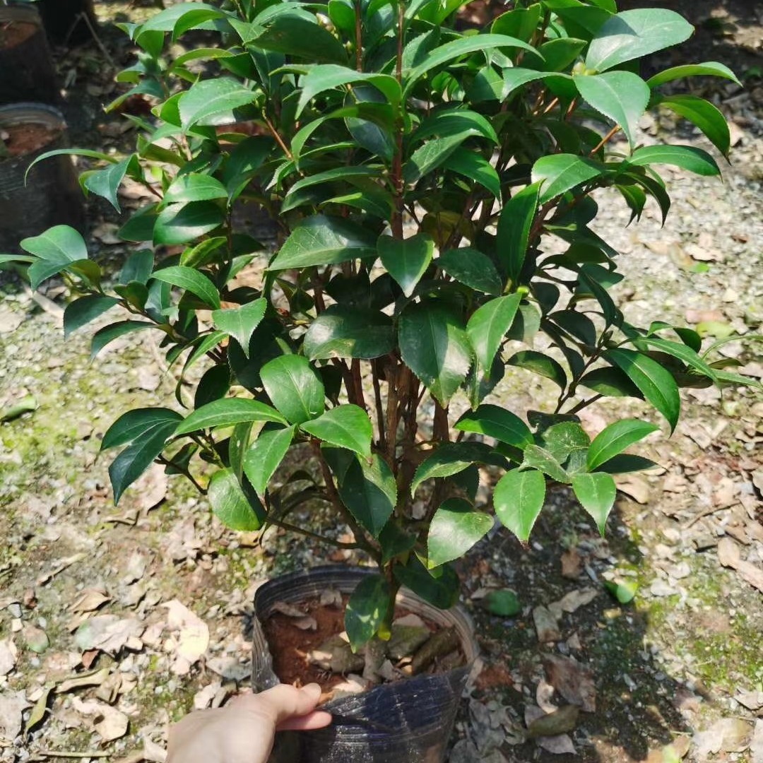 花牡丹  茶花粉色牡丹克瑞墨盆栽香水味树苗带花苞大红色有香味佳