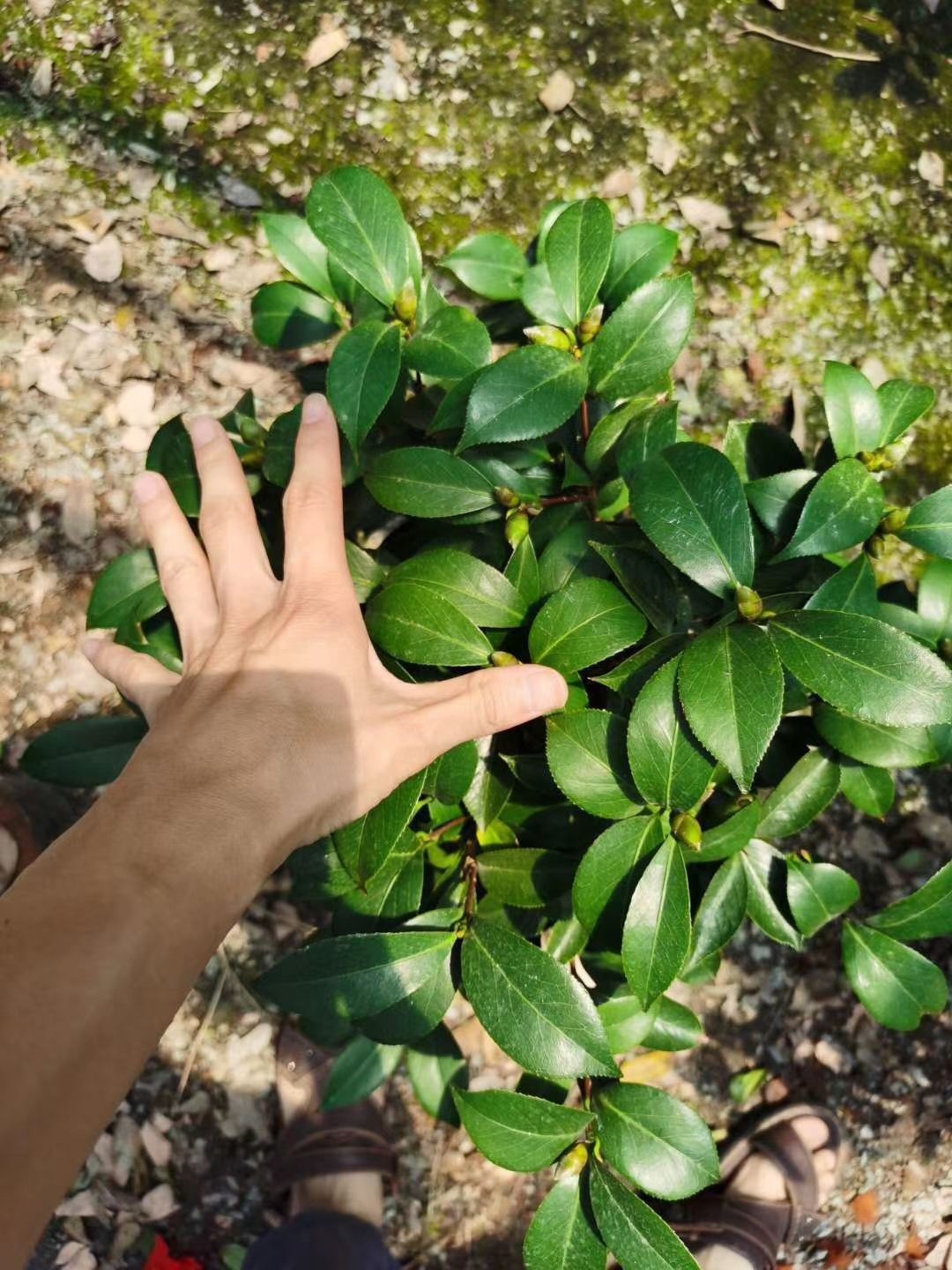 花牡丹  茶花粉色牡丹克瑞墨盆栽香水味树苗带花苞大红色有香味佳