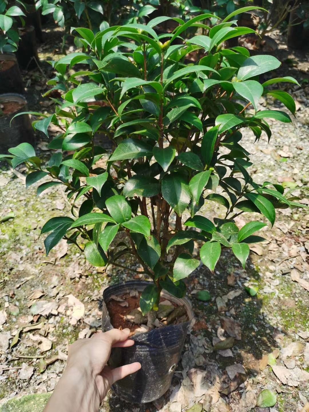 花牡丹  茶花粉色牡丹克瑞墨盆栽香水味树苗带花苞大红色有香味佳