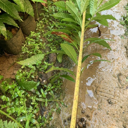 黃晶果苗  冬蜜黃晶果直生苗