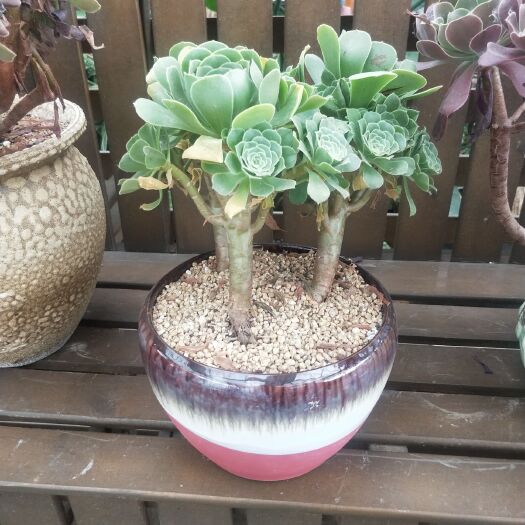 南京 南京精品多肉植物，基地直供，量大从优，可视频看货