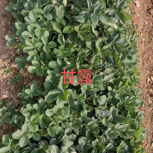 东港市红颜草莓苗 秋季生产苗马上开始了，各位老板欢迎选购（实地考察）