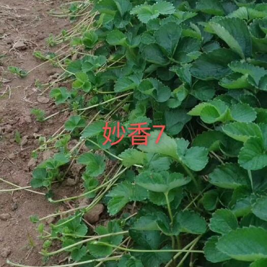 东港市红颜草莓苗 红颜九九草莓生产苗马上开始了