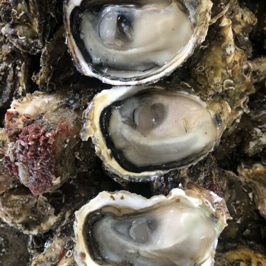 饶平县汫洲大蚝 海水 1-2两/只 鲜活水产