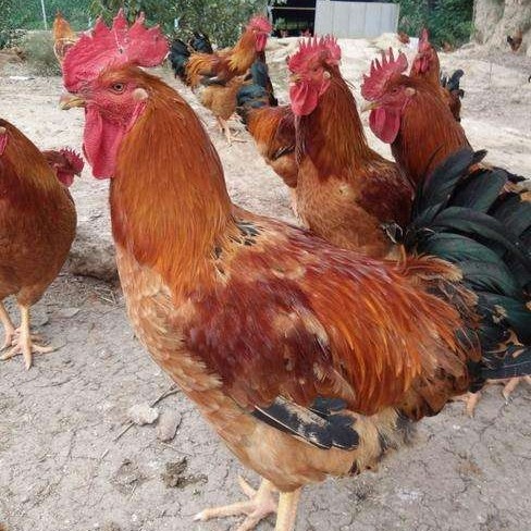 南宁良凤花鸡苗，大型肉鸡，杜绝假货，鸡苗个头健硕均匀！靓苗！