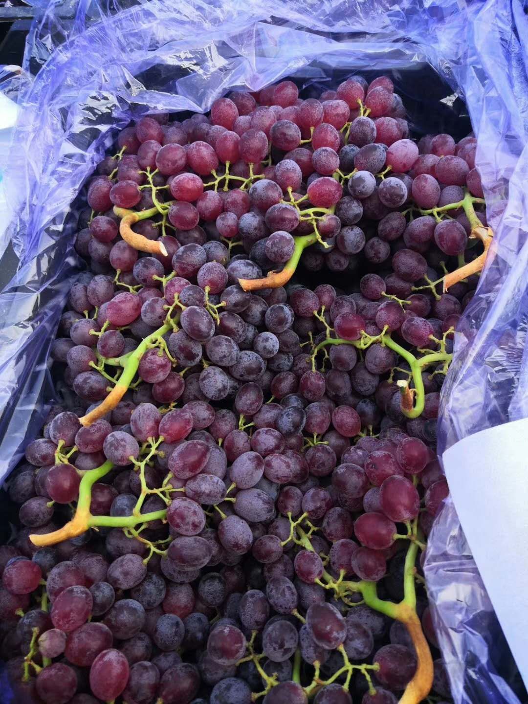 龙口红宝石葡萄大量出库，货源充足，产地直供，供应渠道与市场