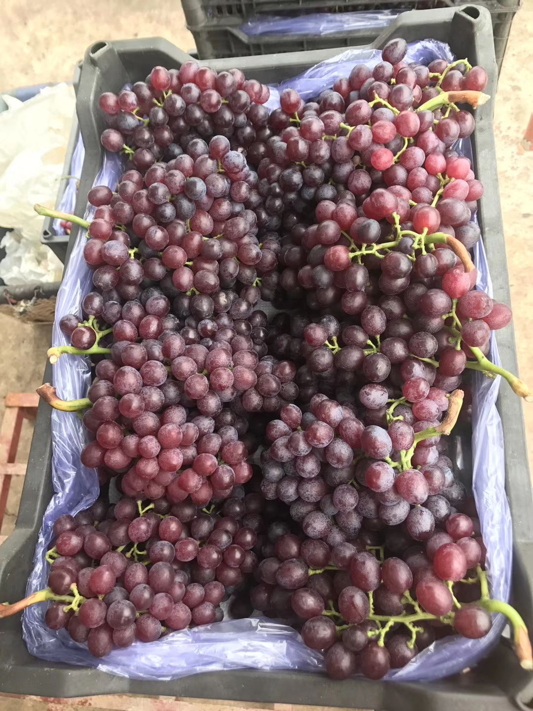龙口红宝石葡萄大量出库，货源充足，产地直供，供应渠道与市场