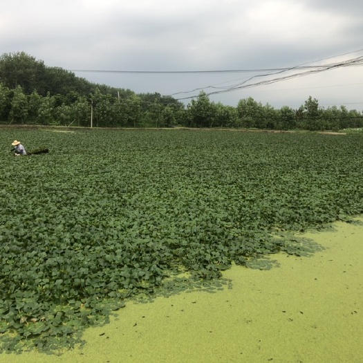 仙桃市 新货 湖北嫩菱角 老菱角 长期供应