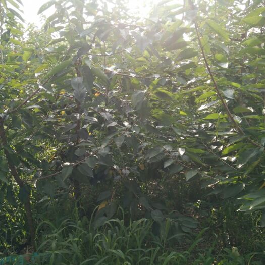 莱西市 大樱桃苗（量大优惠，目前客户栽种的成活率是）