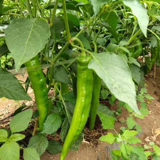 阳高县 尖椒现货