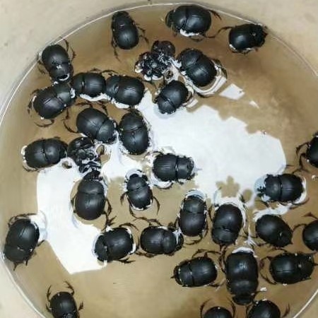 亳州蜣螂虫清水货符合2020年药典标准