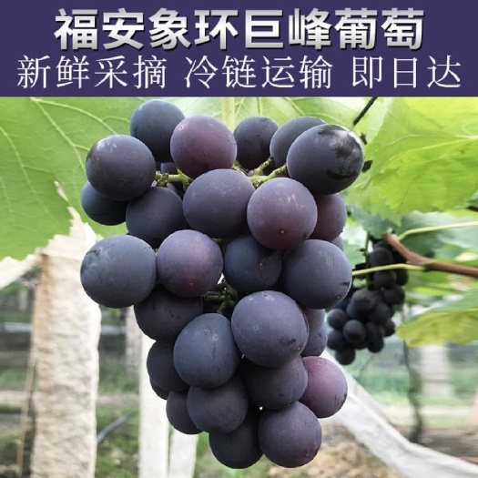 福安市福建福安巨峰葡萄8斤礼盒装