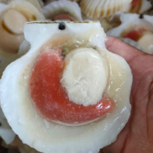 广州 扇贝 虾夷扇贝 半壳扇贝 日本扇贝 冻扇贝