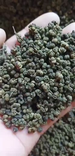 柳城县广西中花吴茱萸干货 统货