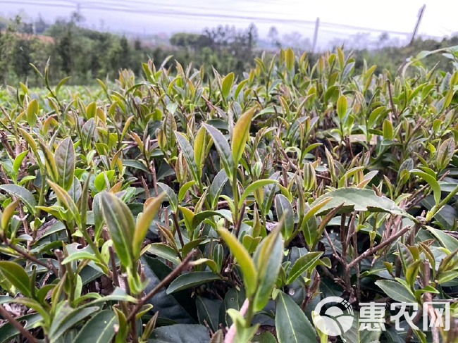 英红工夫 新冬茶第一批，英红九号品种红茶上市了一斤2罐配礼袋