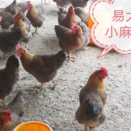 南宁青脚麻鸡苗 统货