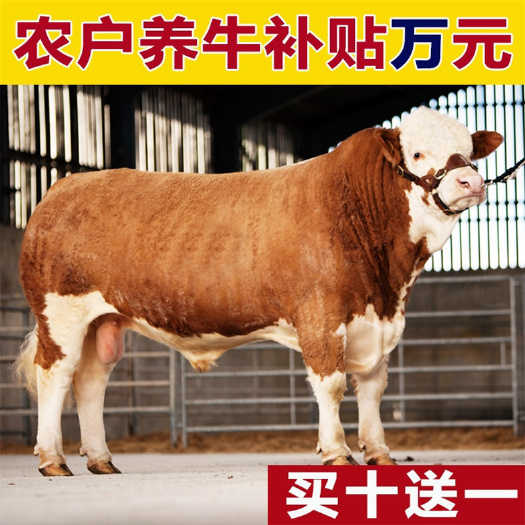 仁寿县 改良牛犊  需要买牛犊的联系我