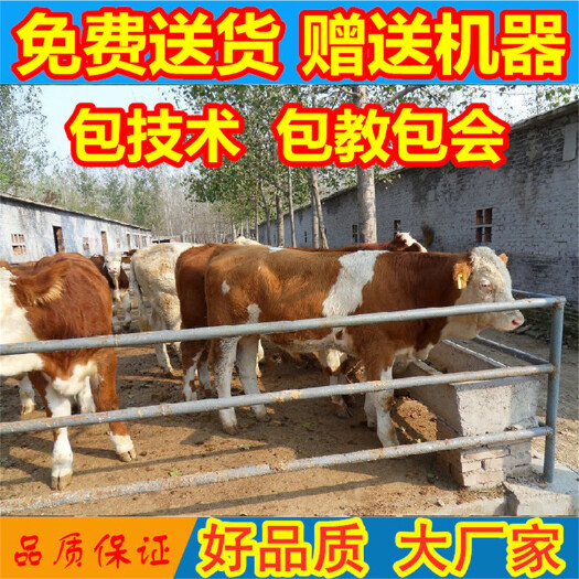 南充 改良牛犊  需要买牛犊的联系我